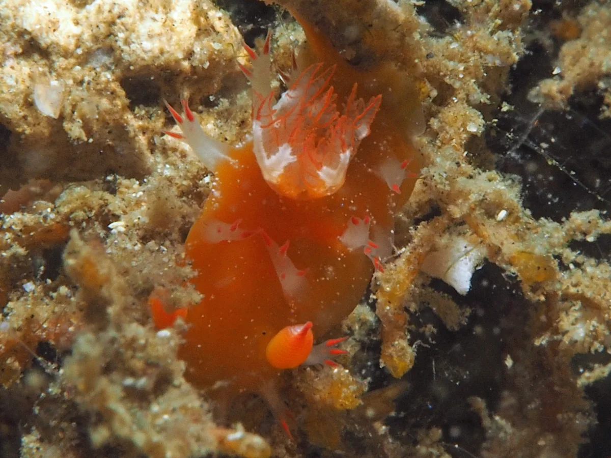 Kaloplocamus acutus - Indonesia - Lembeh
