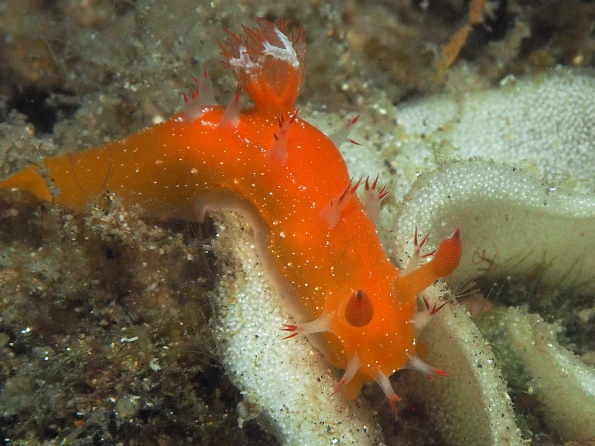 Kaloplocamus acutus - Indonesia - Lembeh