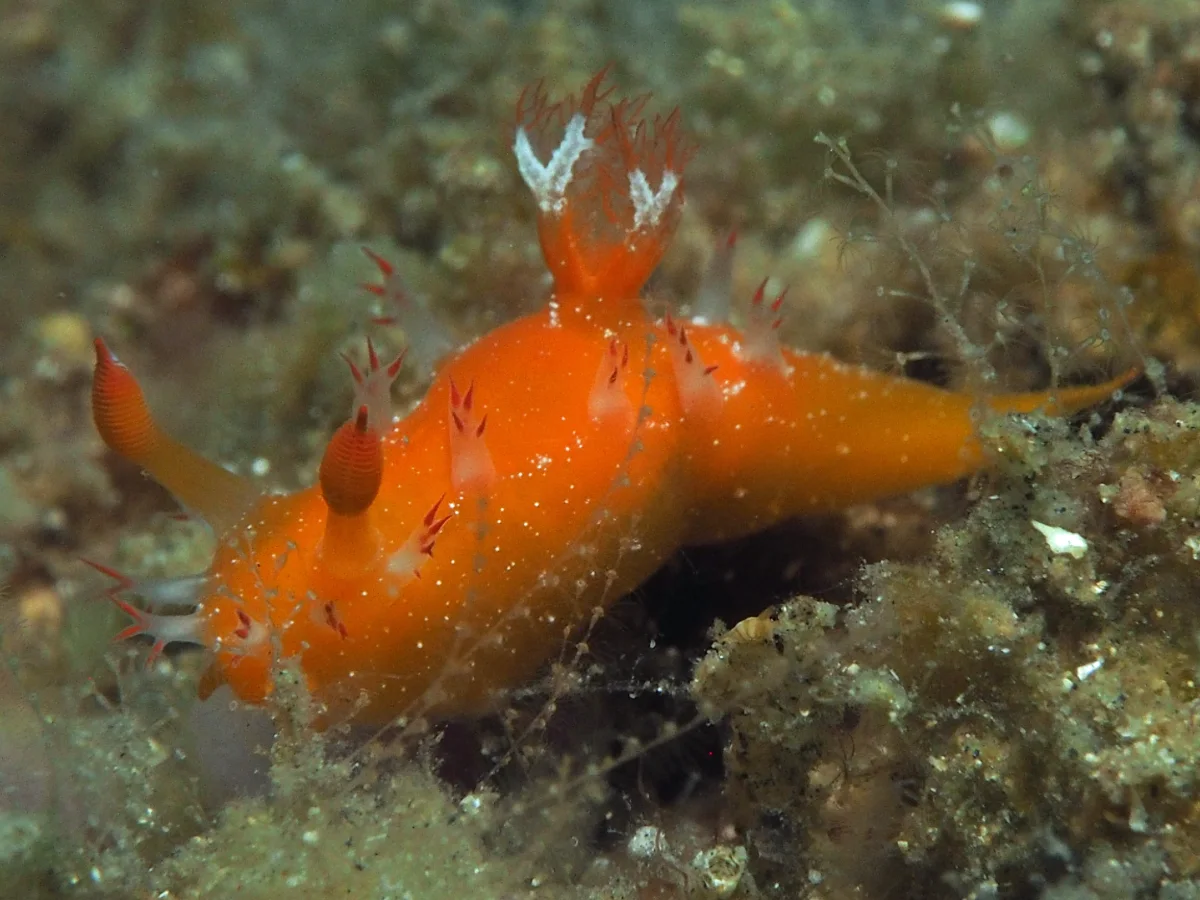 Kaloplocamus acutus - Indonesia - Lembeh