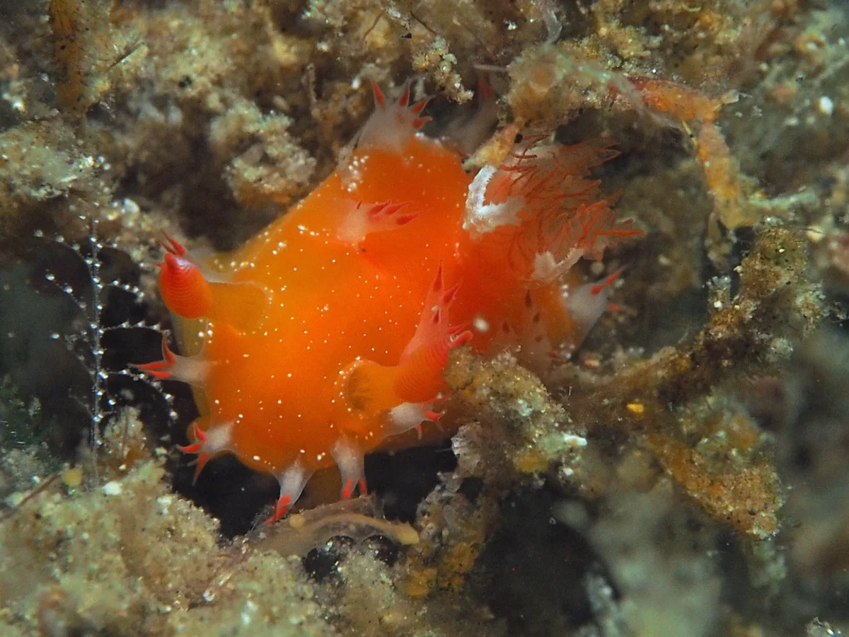 Kaloplocamus acutus - Indonesia - Lembeh