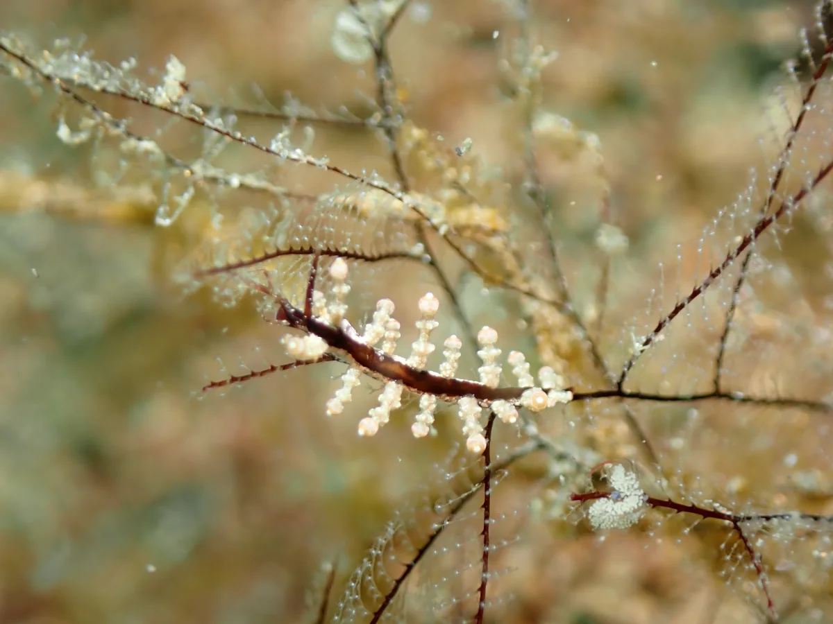 Longibranchus putnami - Philippines - Anilao