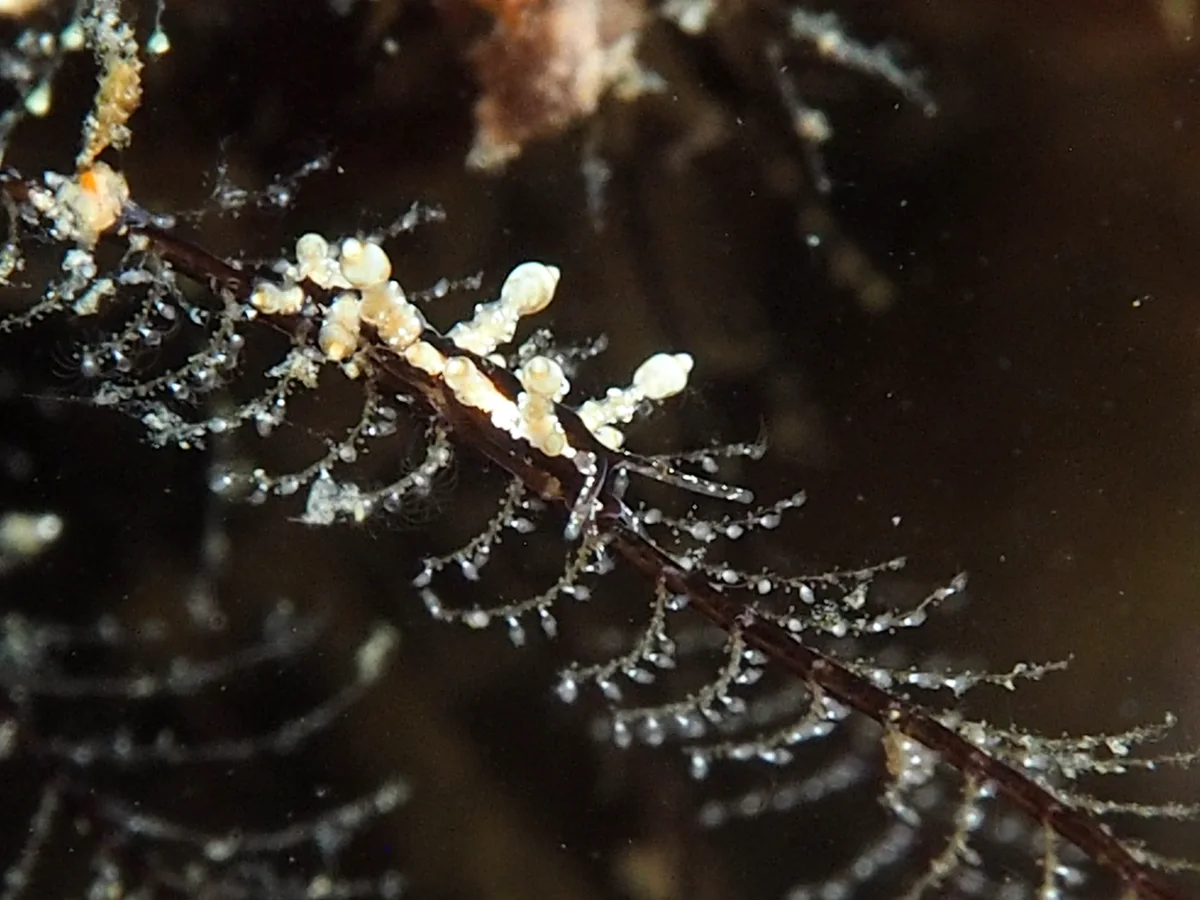 Longibranchus putnami - Indonesia - Lembeh