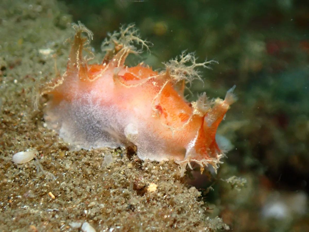 Marionia sp - Indonesia - Lembeh