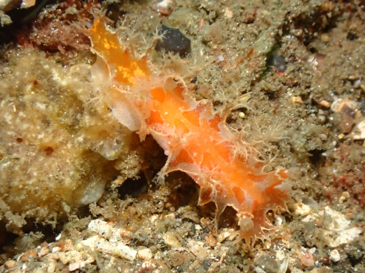 Marionia sp - Indonesia - Lembeh