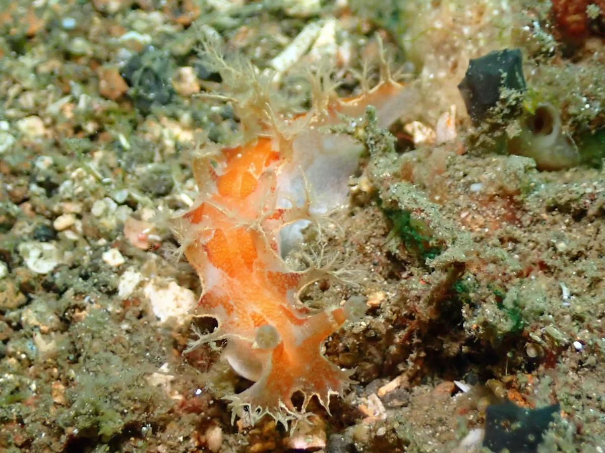 Marionia sp - Indonesia - Lembeh