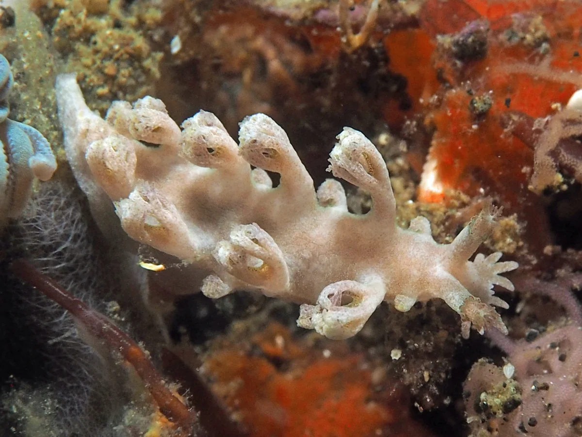 Marioniopsis arborescens - Indonesia - Lembeh