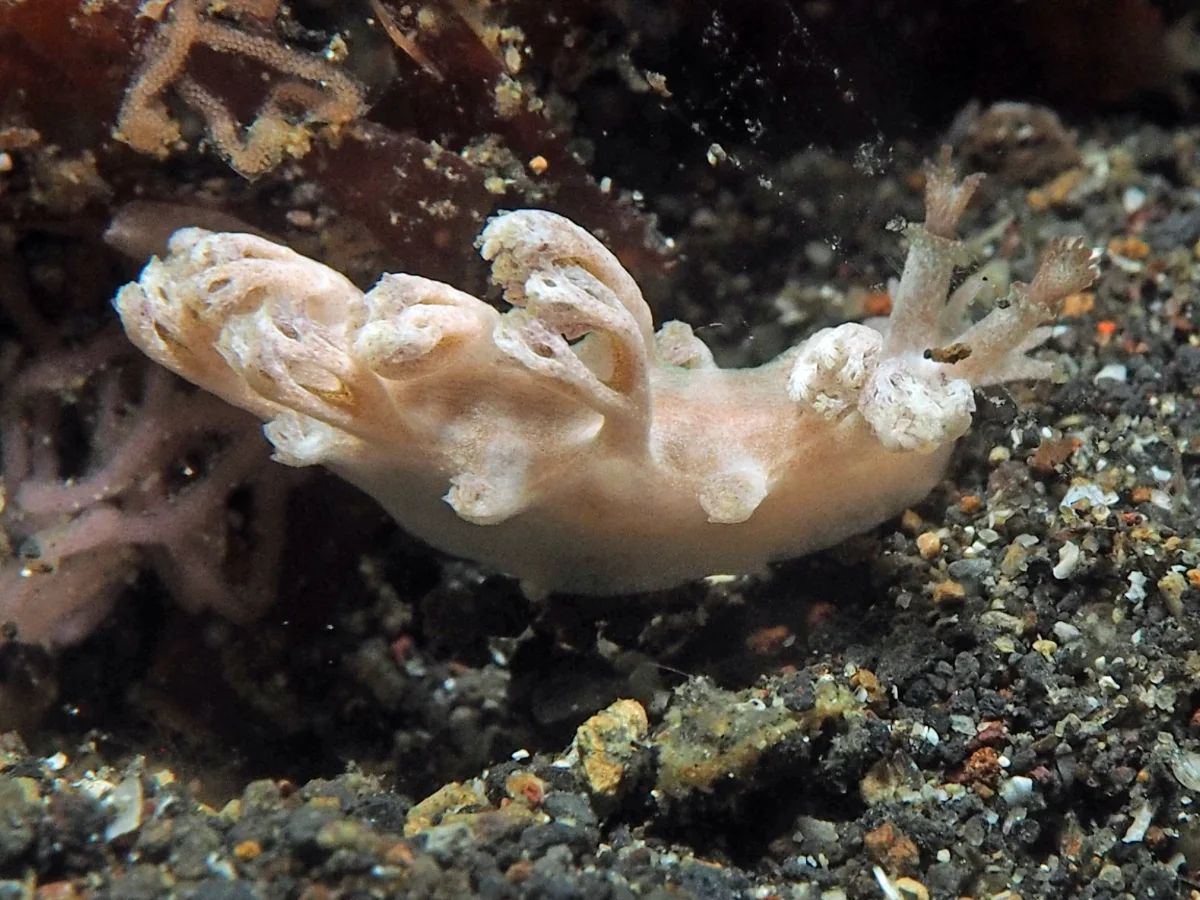 Marioniopsis arborescens - Indonesia - Lembeh