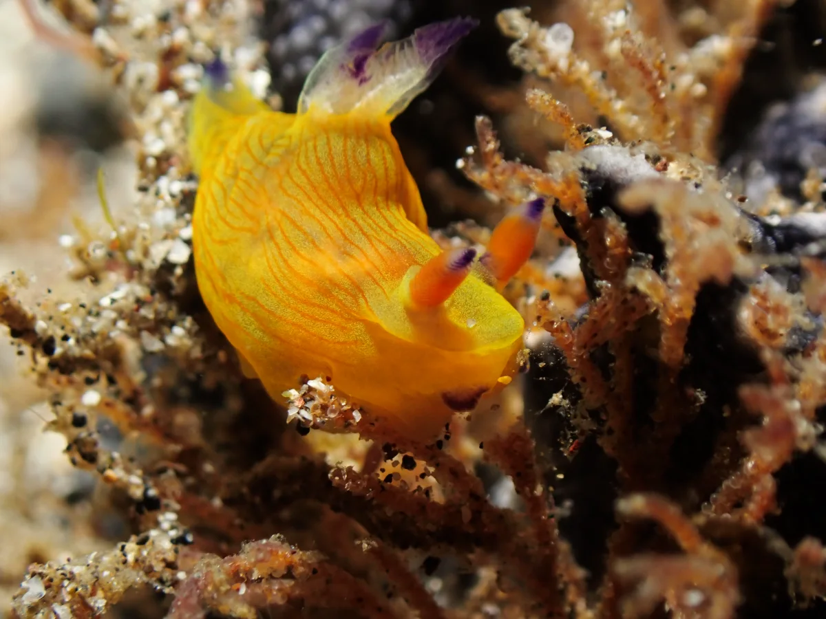 Martadoris amakusana - Indonesia - Lembeh
