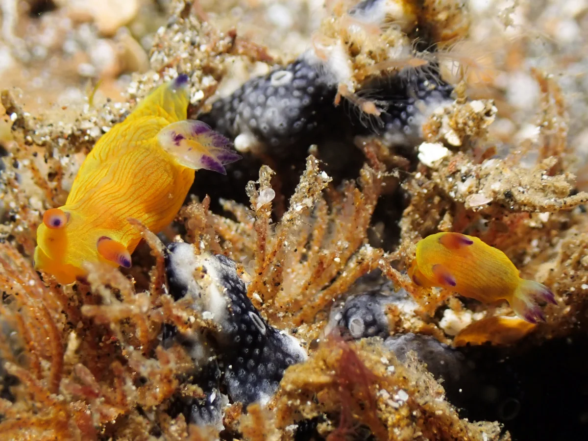Martadoris amakusana - Indonesia - Lembeh