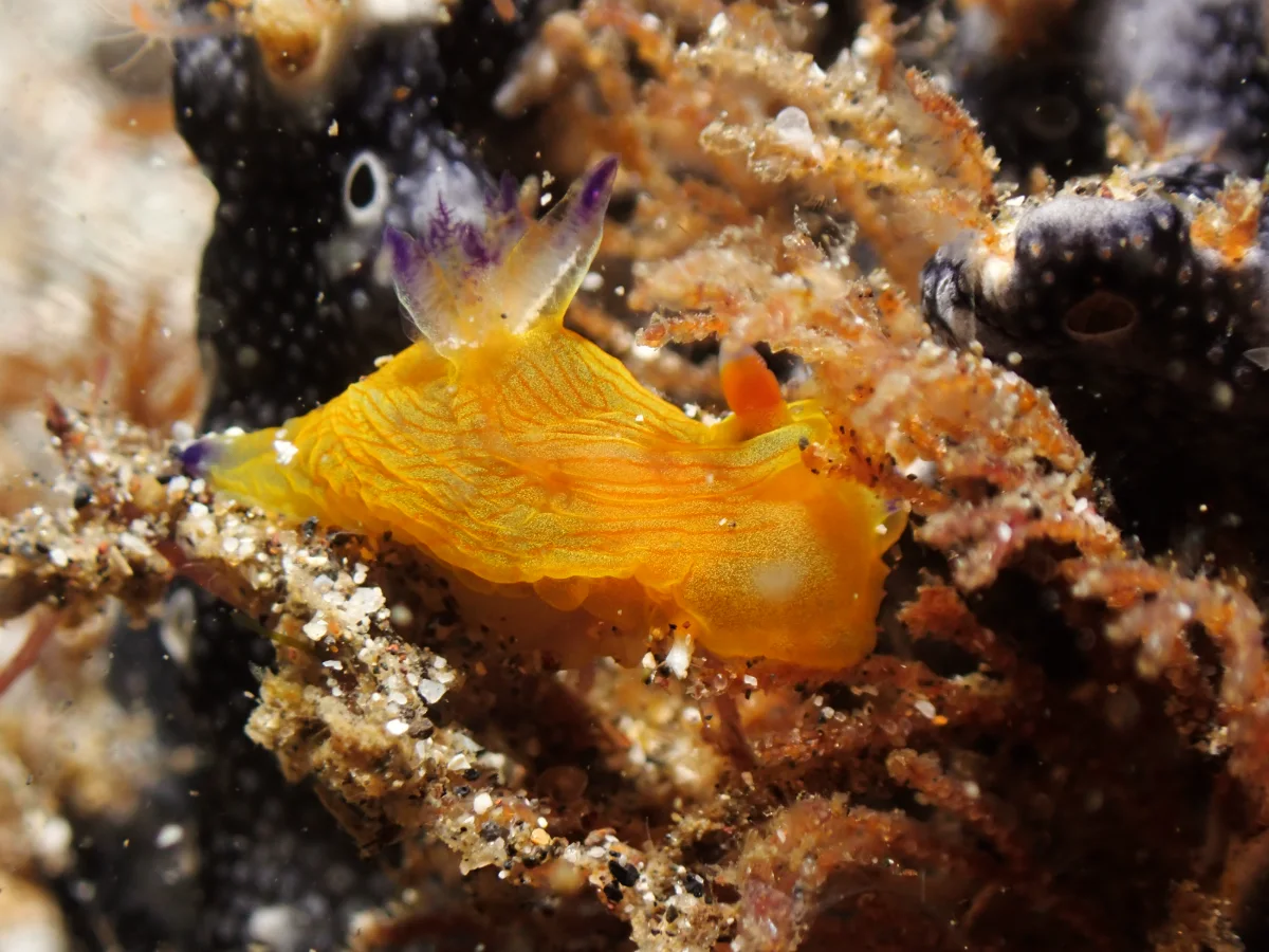Martadoris amakusana - Indonesia - Lembeh