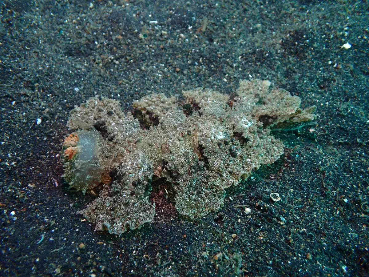 Melibe viridis - Indonesia - Lembeh