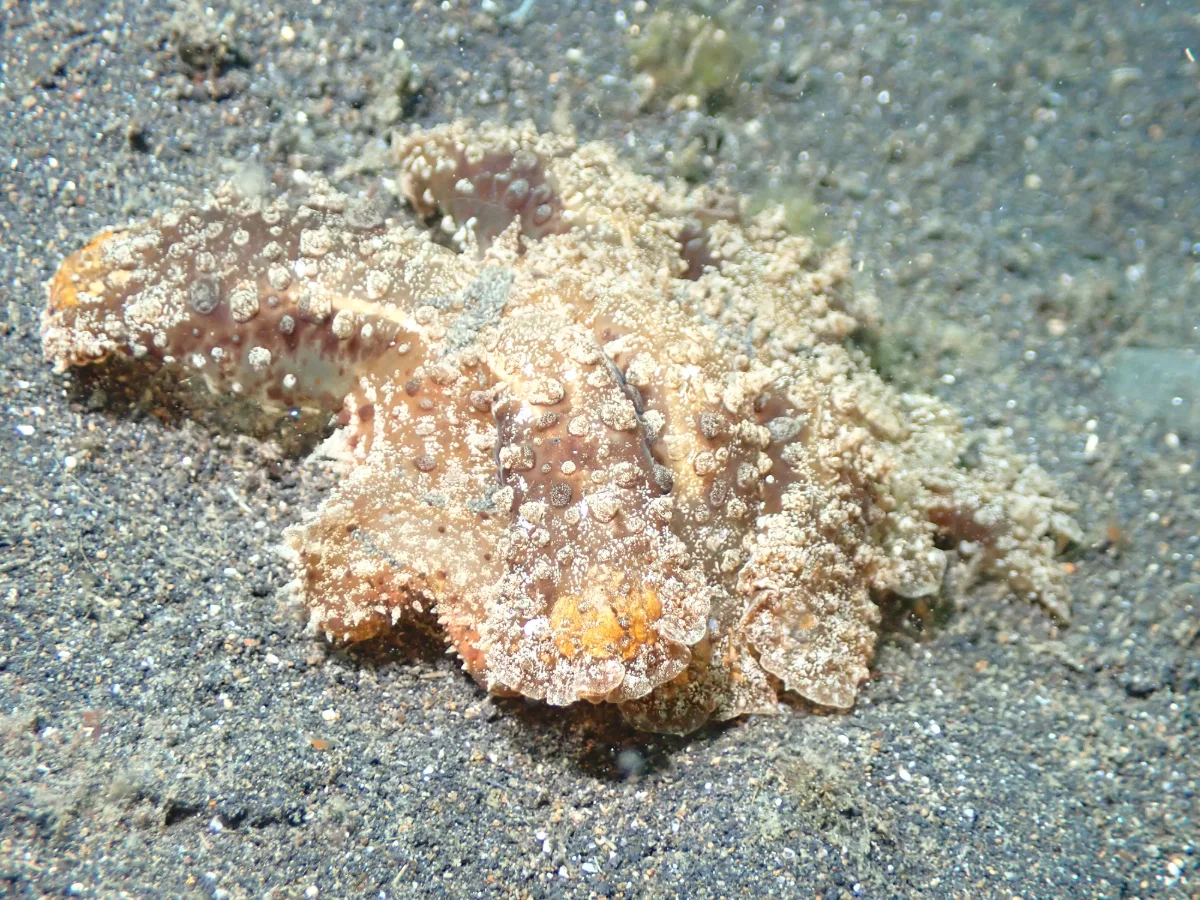 Melibe viridis - Indonesia - Lembeh