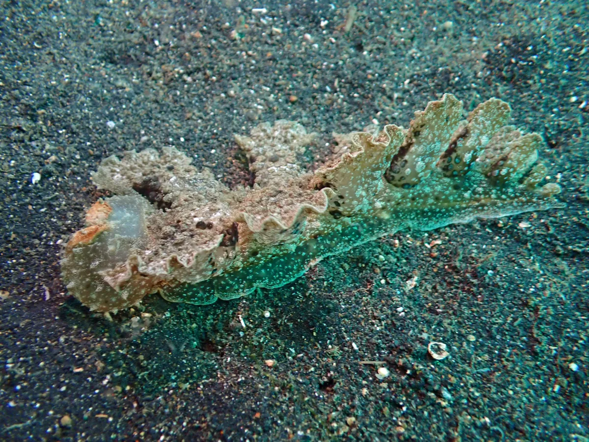 Melibe viridis - Indonesia - Lembeh