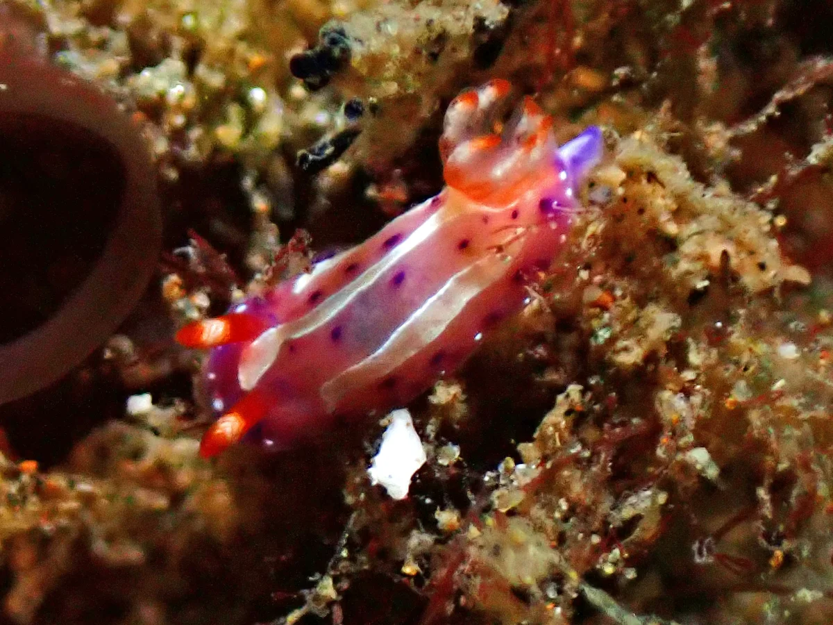 Mexichromis aurora - Indonesia - Ambon