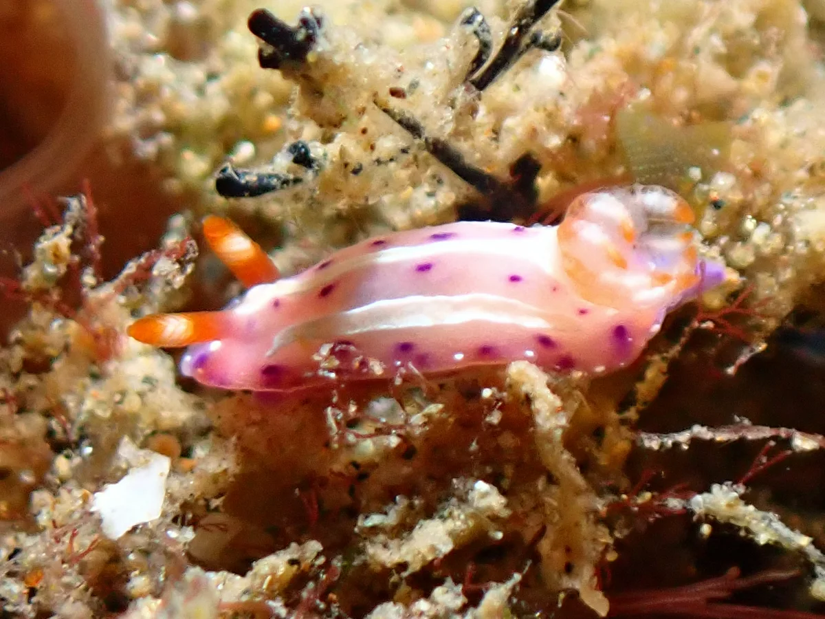 Mexichromis aurora - Indonesia - Ambon