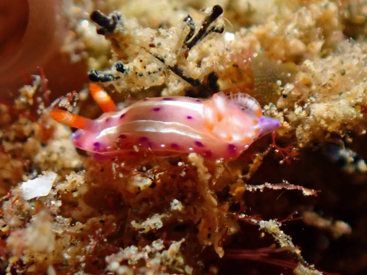 Mexichromis aurora - Indonesia - Ambon