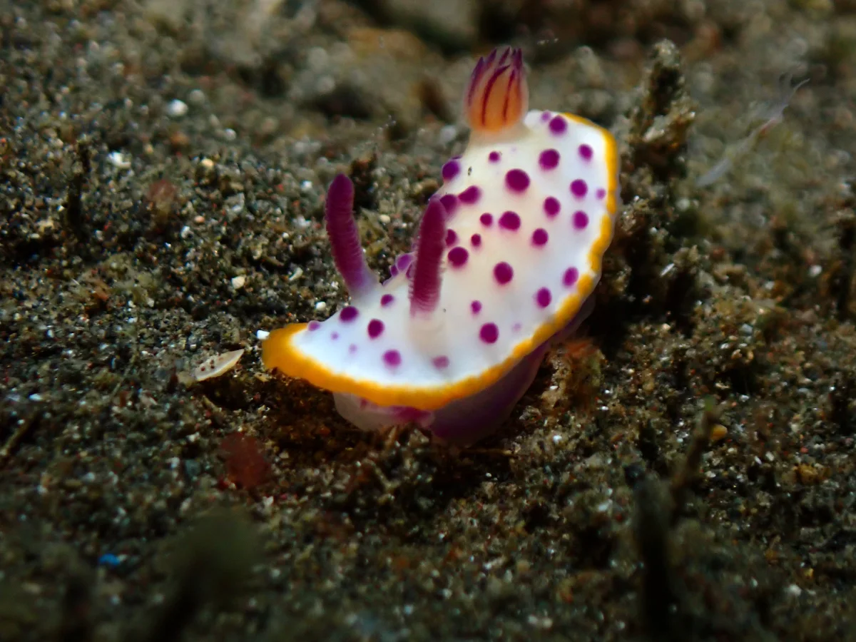 Mexichromis mariei - Indonesia - Lembeh