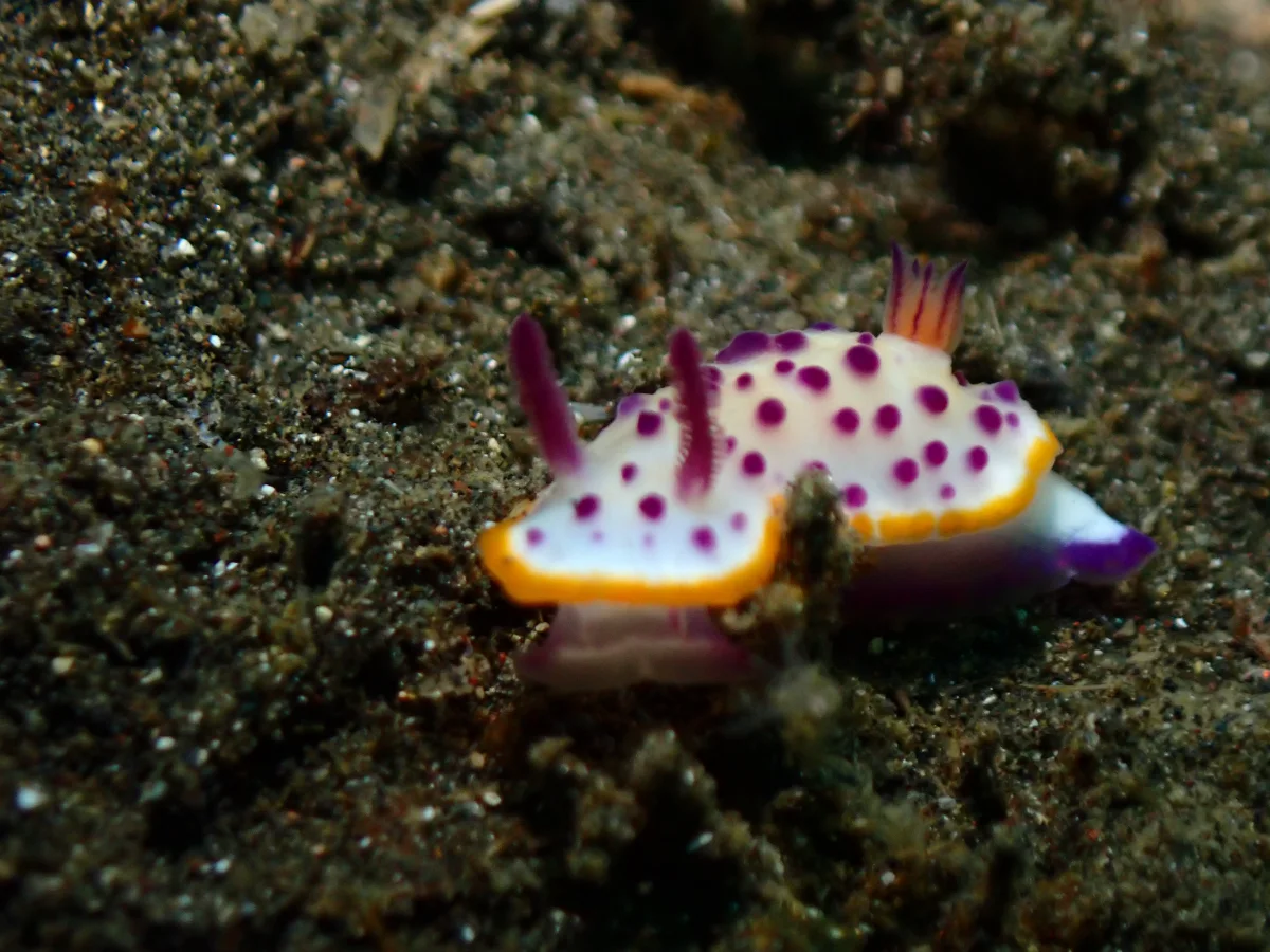 Mexichromis mariei - Indonesia - Lembeh