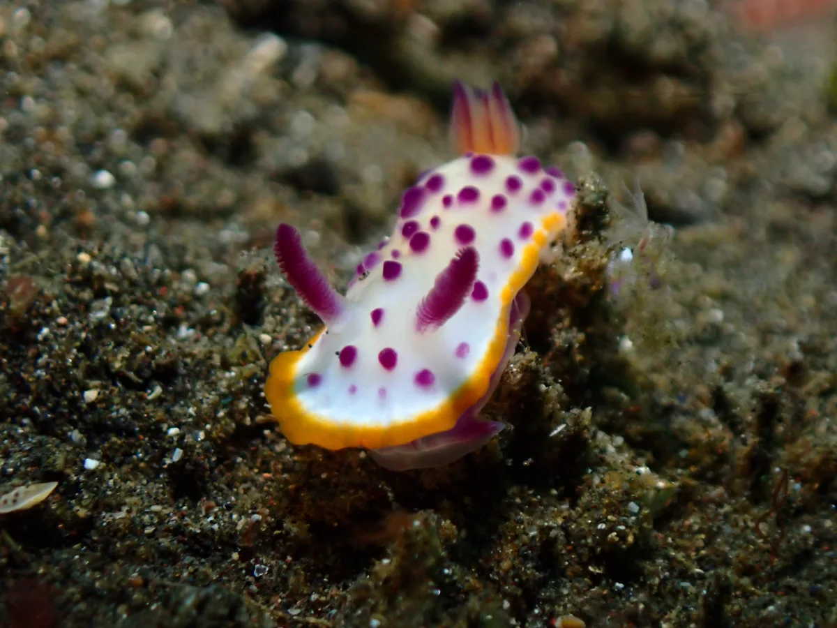 Mexichromis mariei - Indonesia - Lembeh