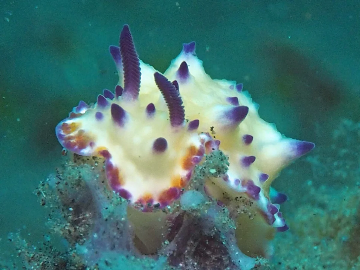 Mexichromis multituberculata - Indonesia - Lembeh