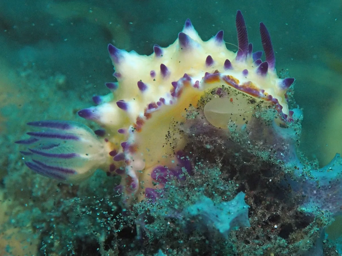 Mexichromis multituberculata - Indonesia - Lembeh