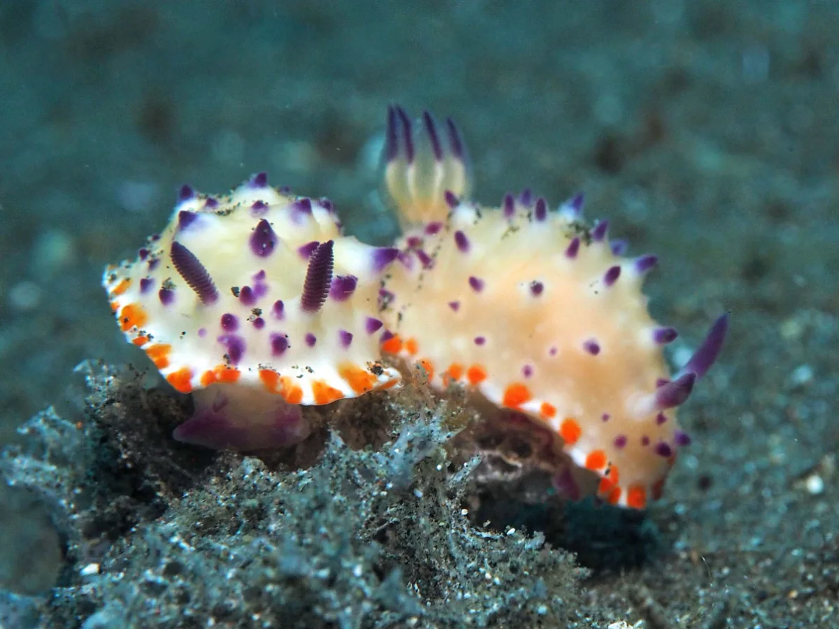 Mexichromis multituberculata - Indonesia - Lembeh