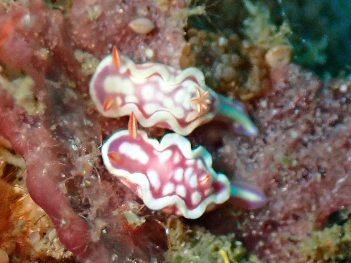 Mexichromis pusilla - Mozambique - Tofo