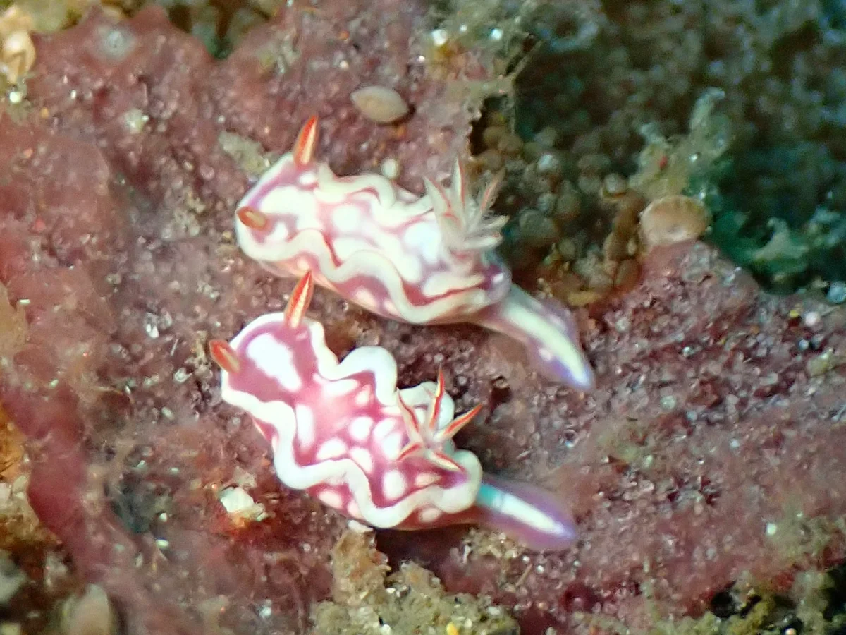 Mexichromis pusilla - Mozambique - Tofo
