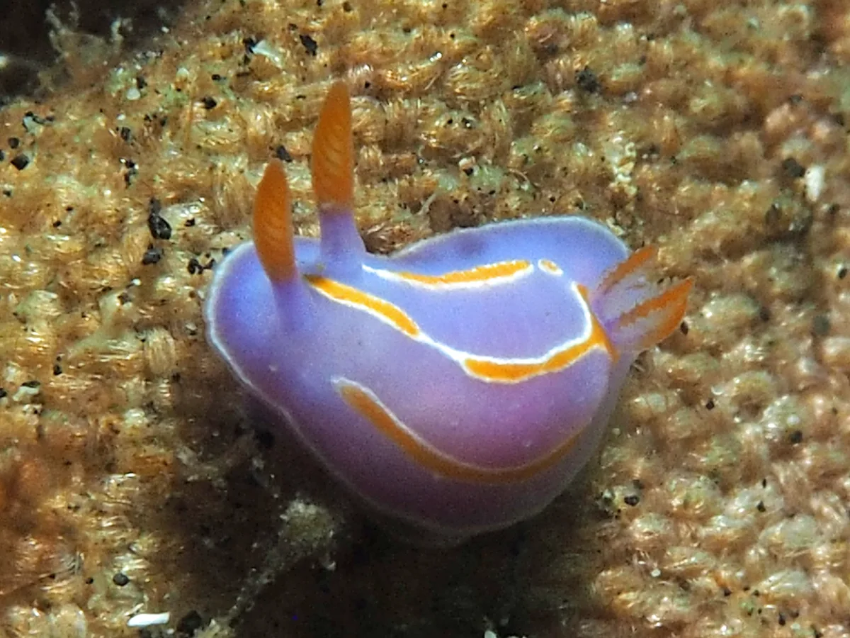 Mexichromis trillineata - Indonesia - Lembeh