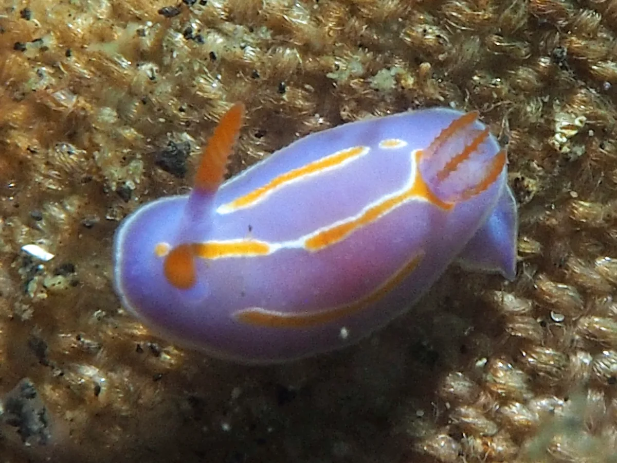 Mexichromis trillineata - Indonesia - Lembeh