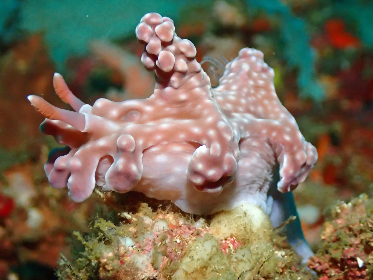 Miamira alleni - Philippines - Anilao