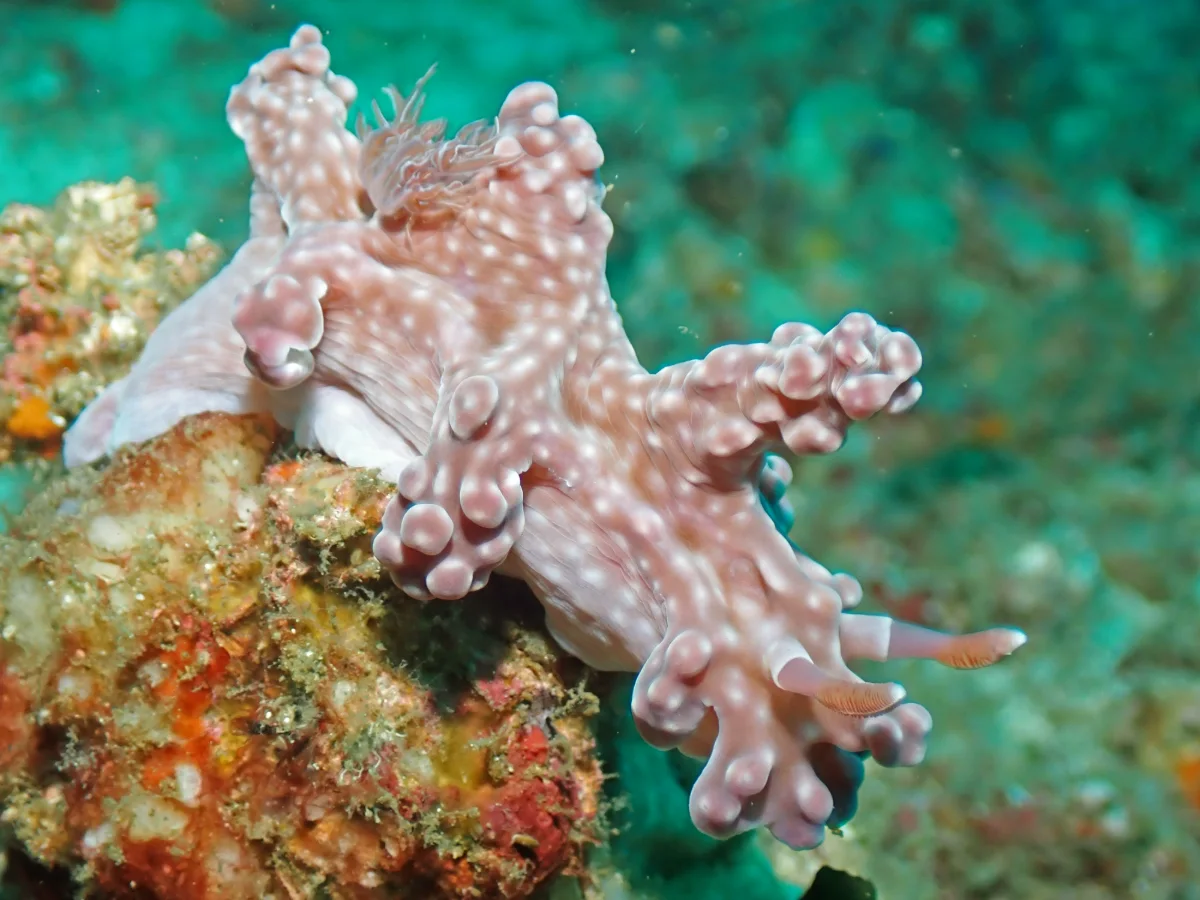 Miamira alleni - Philippines - Anilao