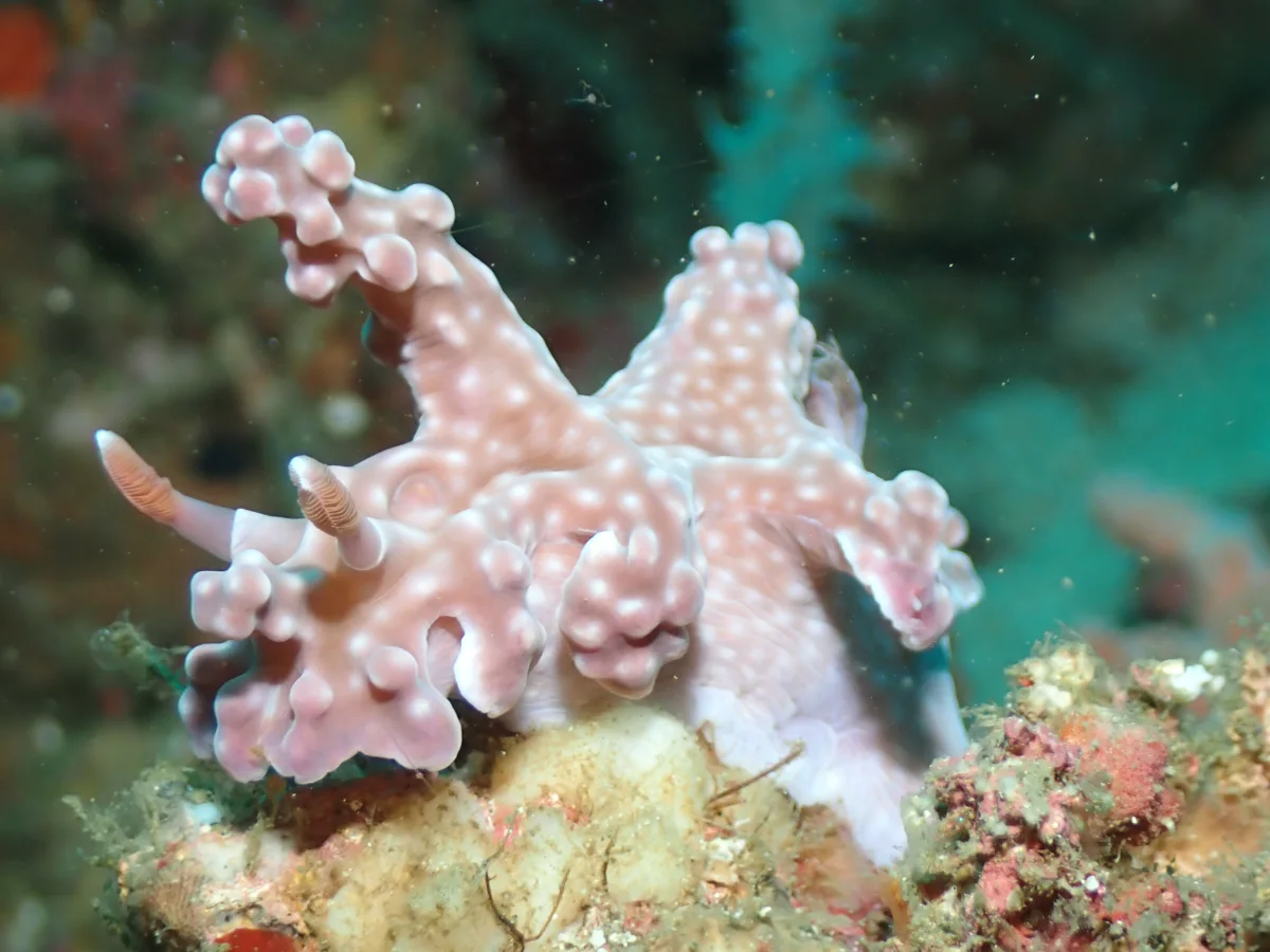 Miamira alleni - Philippines - Anilao