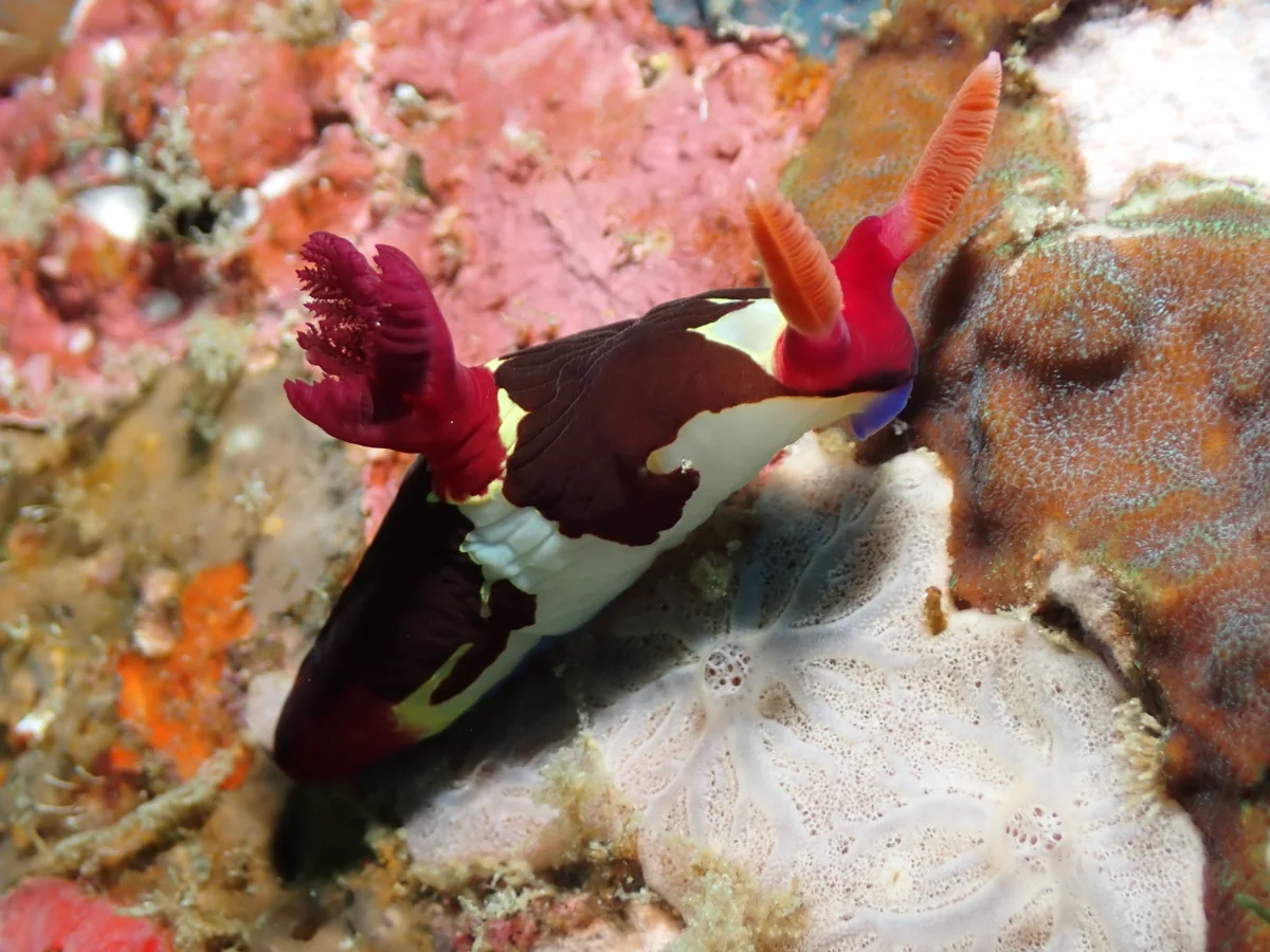 Nembrotha chamberlaini - Philippines - Anilao