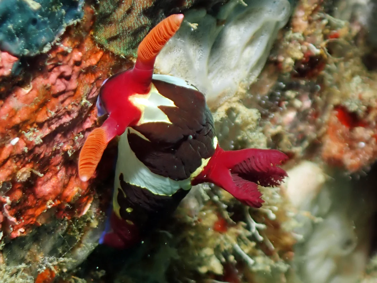 Nembrotha chamberlaini - Philippines - Anilao