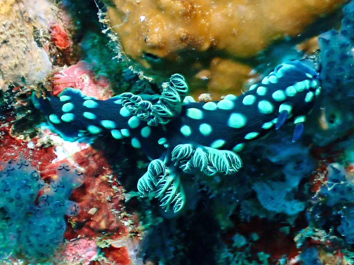 Nembrotha cristata - Philippines - Anilao