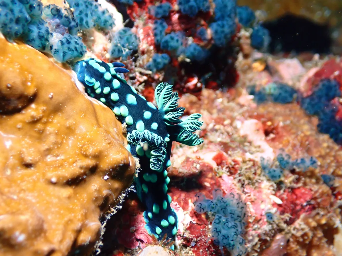Nembrotha cristata - Philippines - Anilao