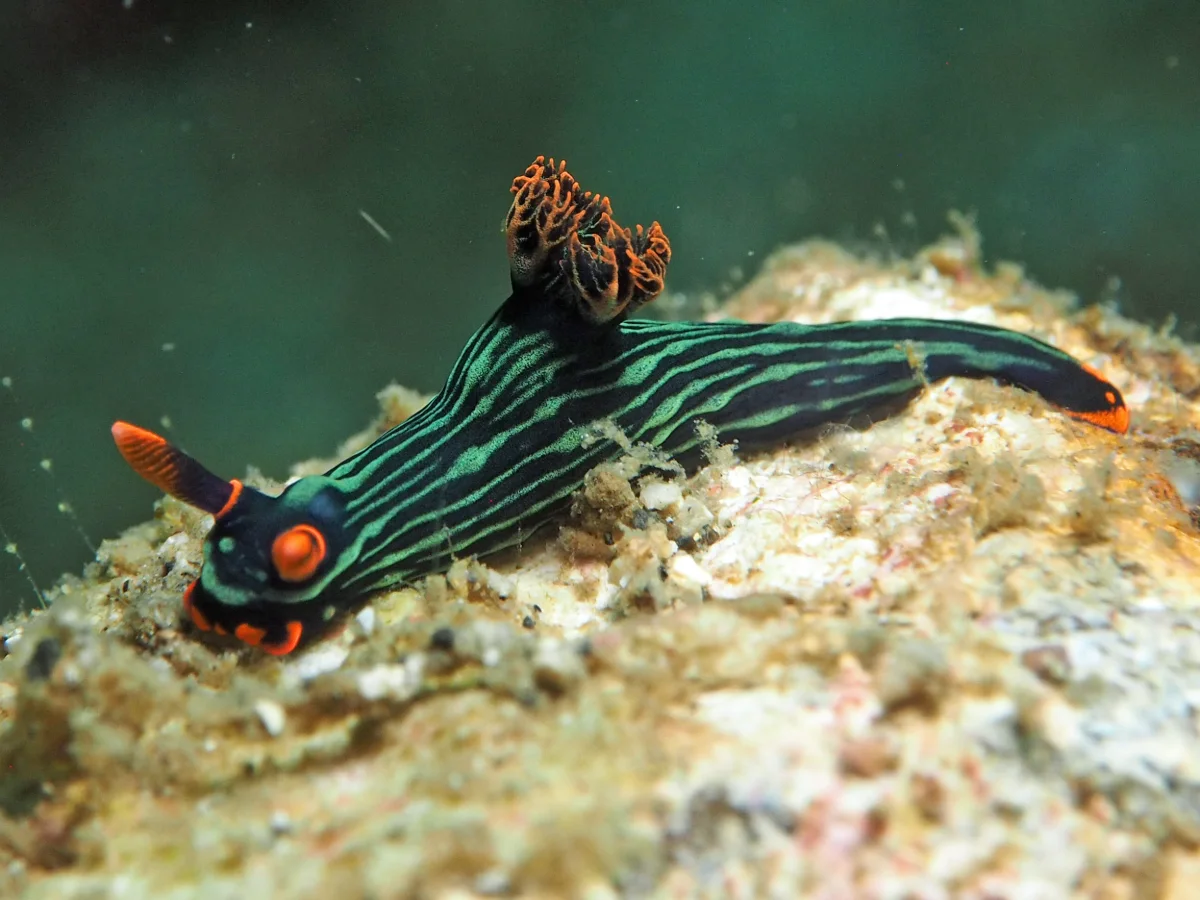 Nembrotha kubaryana - Indonesia - Lembeh