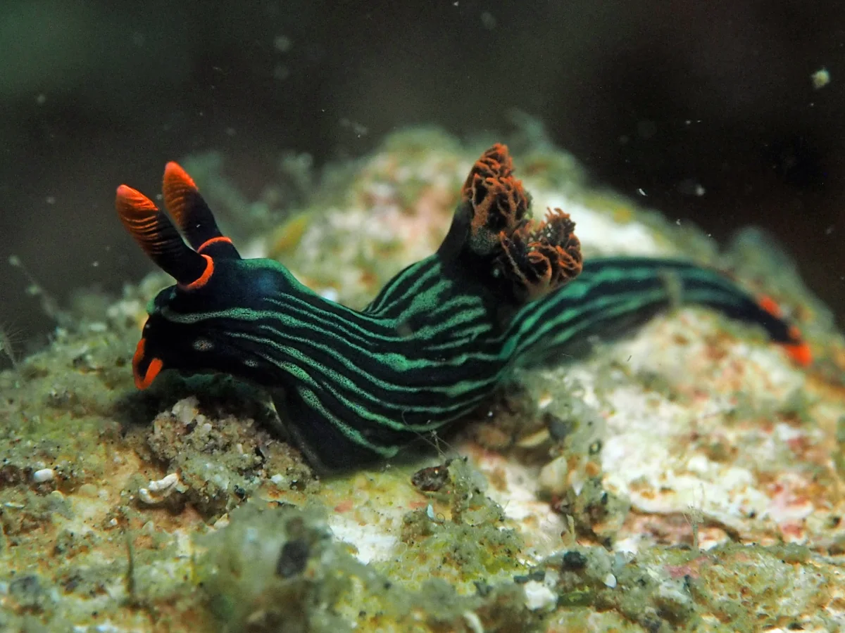 Nembrotha kubaryana - Indonesia - Lembeh