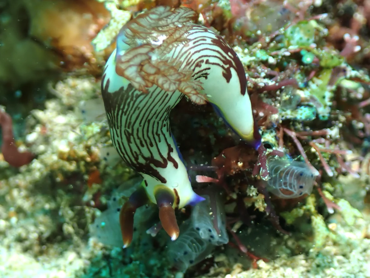 Nembrotha lineolata - Philippines - Anilao