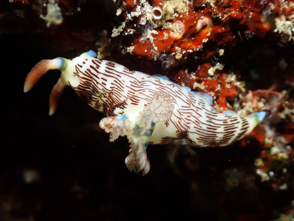 Nembrotha lineolata - Philippines - Anilao