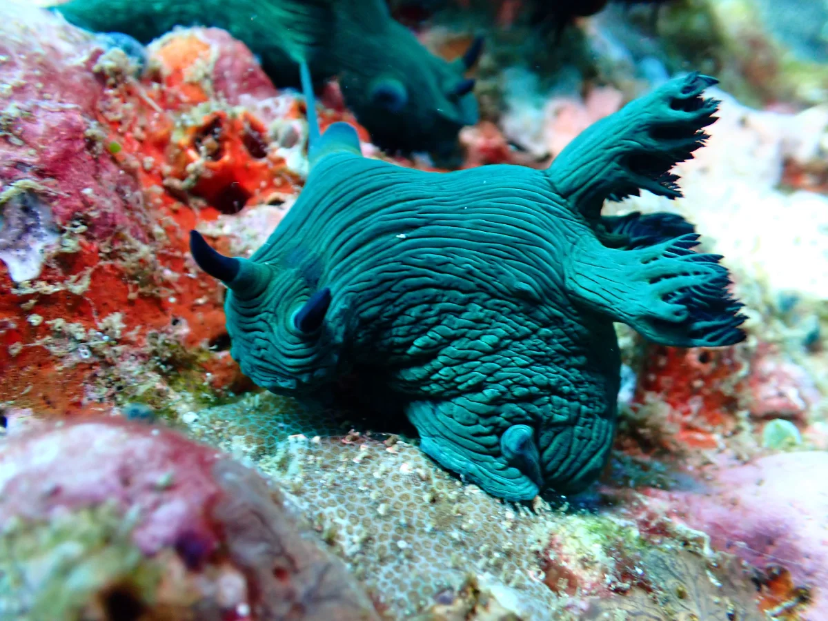 Nembrotha milleri - Philippines - Anilao