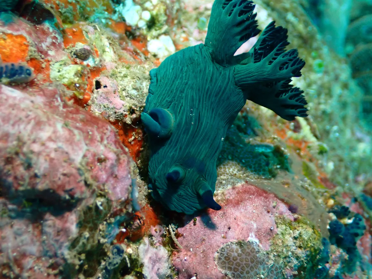 Nembrotha milleri - Philippines - Anilao