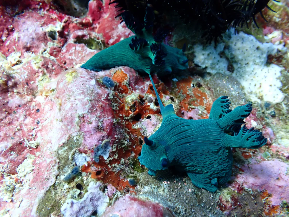 Nembrotha milleri - Philippines - Anilao
