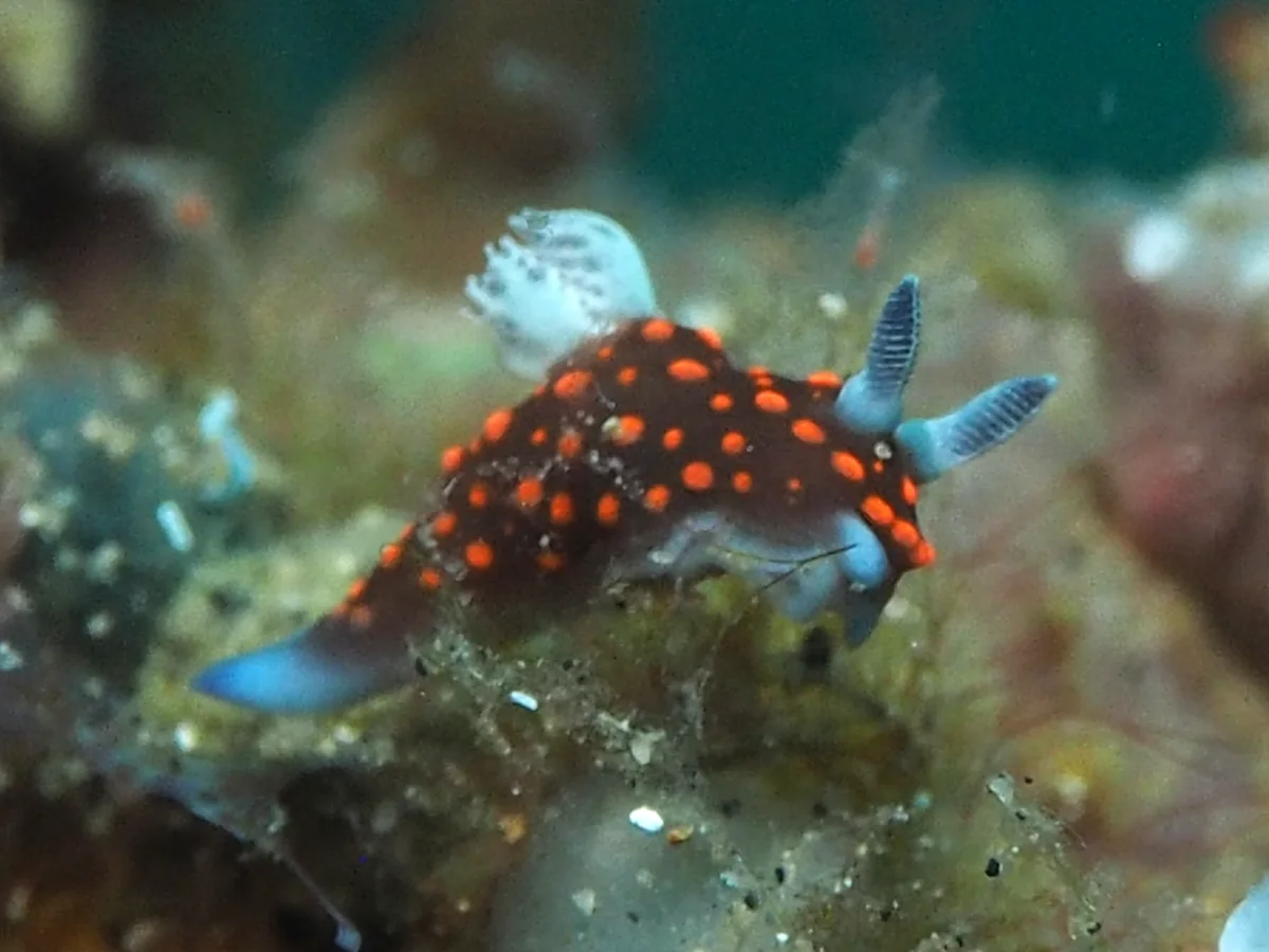 Nembrotha milleri - Indonesia - Lembeh