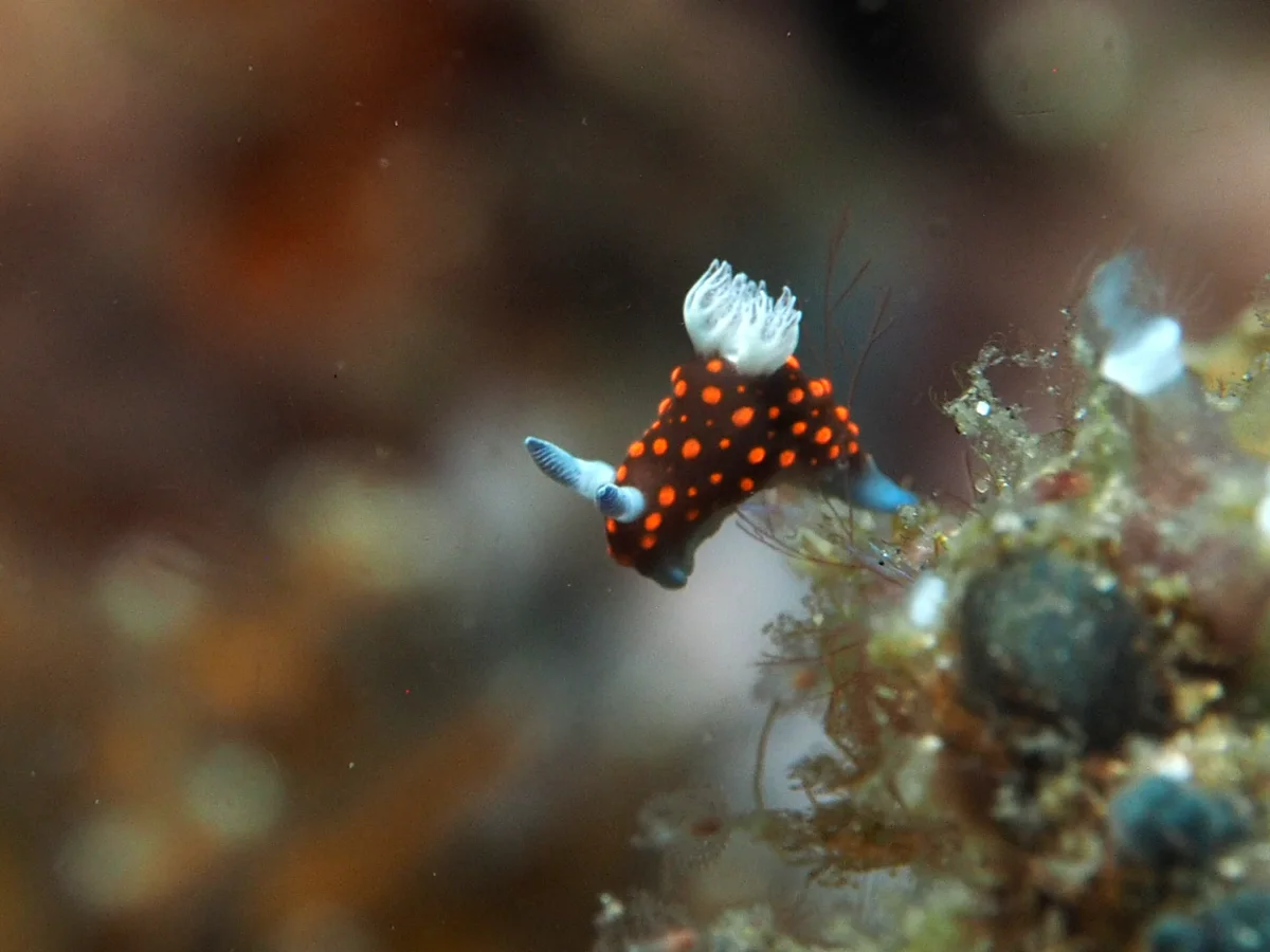 Nembrotha milleri - Indonesia - Lembeh