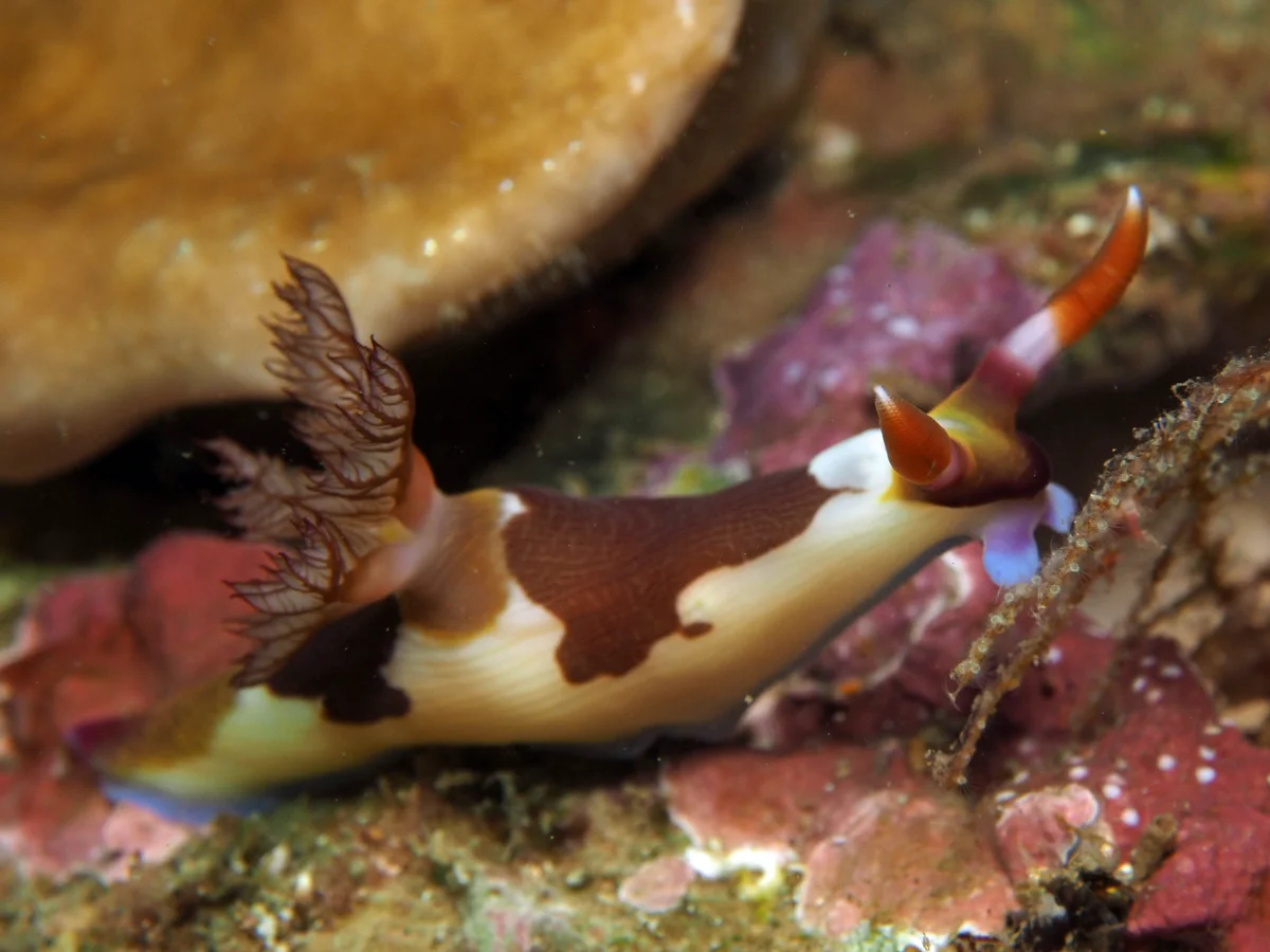 Nembrotha purpureolineata - Indonesia - Lembeh