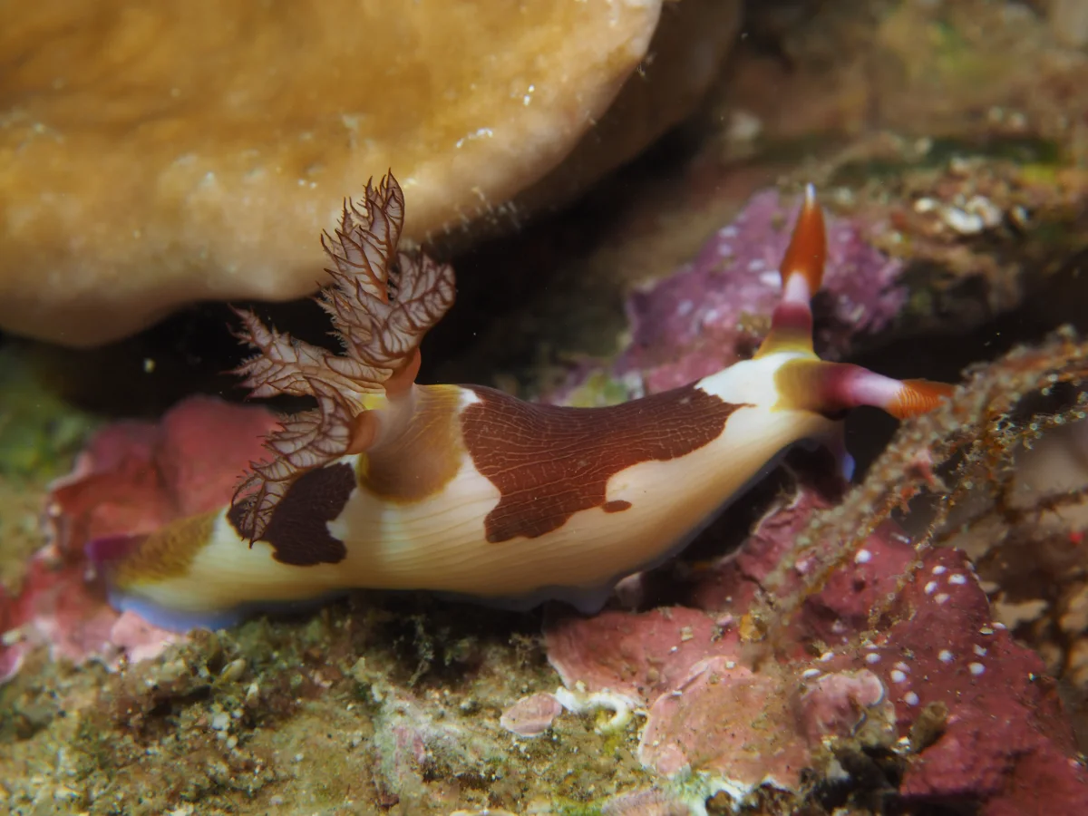 Nembrotha purpureolineata - Indonesia - Lembeh