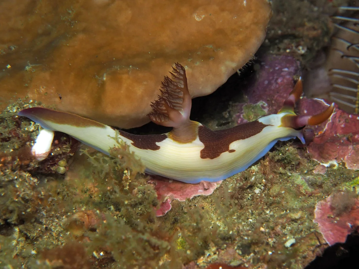 Nembrotha purpureolineata - Indonesia - Lembeh
