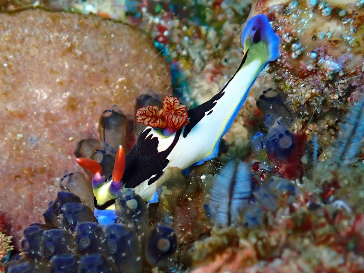 Nembrotha purpureolineata